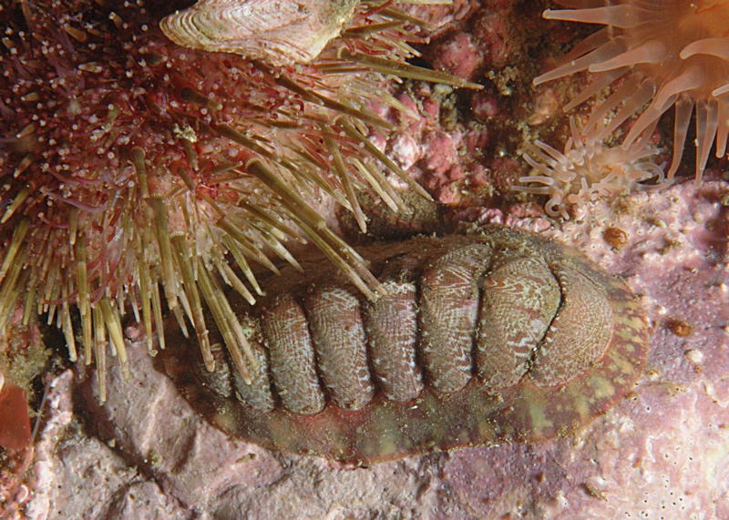 Ein fuer mich unbekannte Tierart (Bild von Linda Ashmore)